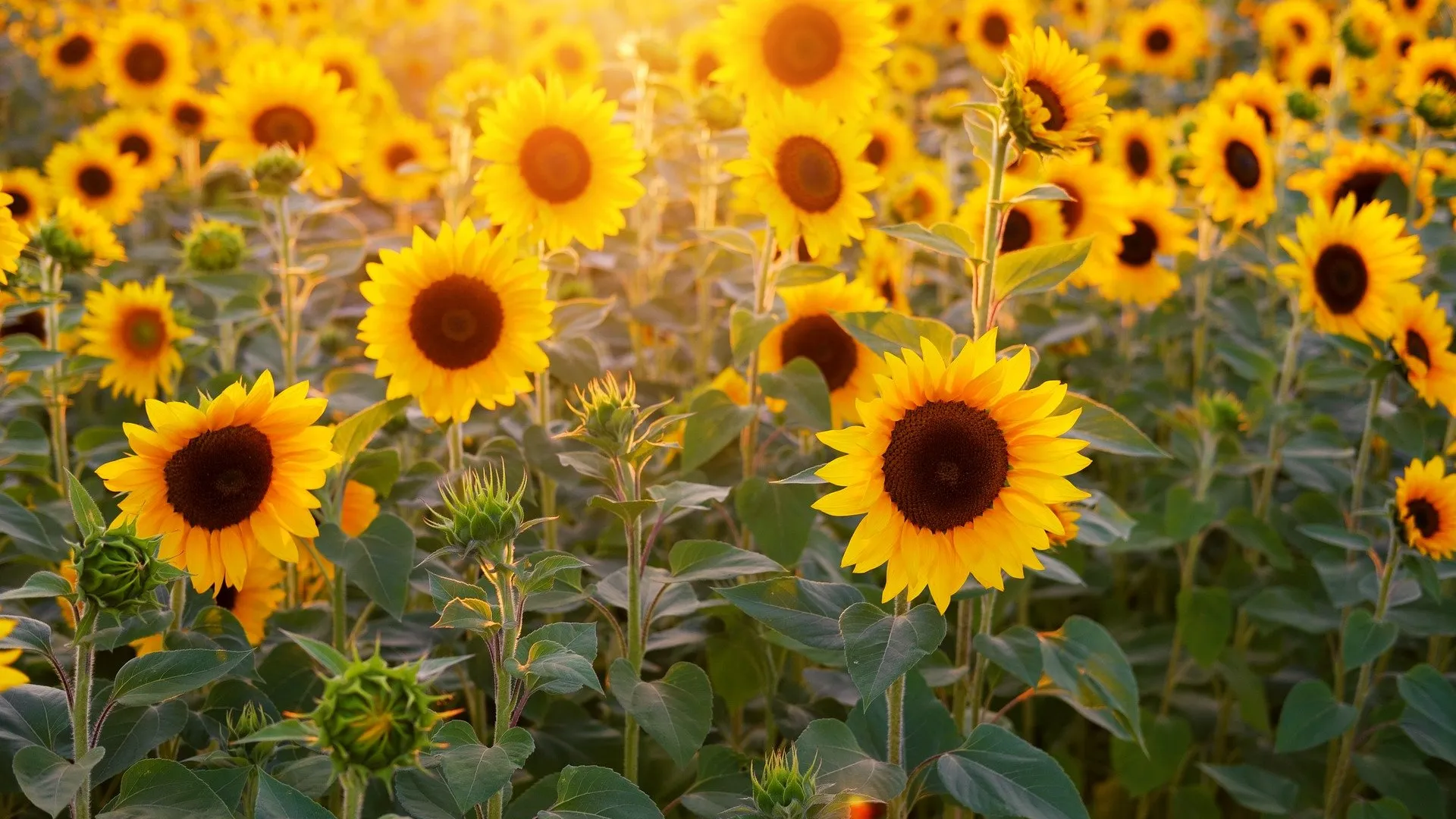 Sonnenblumenfeld im Abendsonnenschein